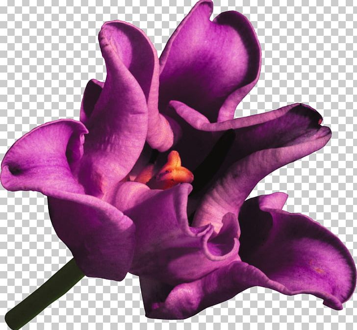 Tulip Flower Lilac Violet PNG, Clipart, Cut Flowers, Depositfiles, Flower, Flowering Plant, Flowers Free PNG Download