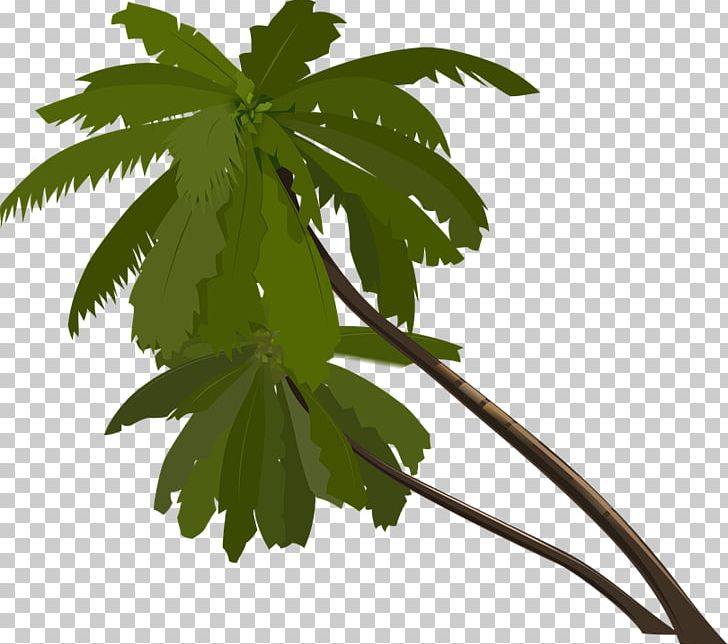 Arecaceae PNG, Clipart, Arecaceae, Branch, Diagram, Download, Drawing Free PNG Download