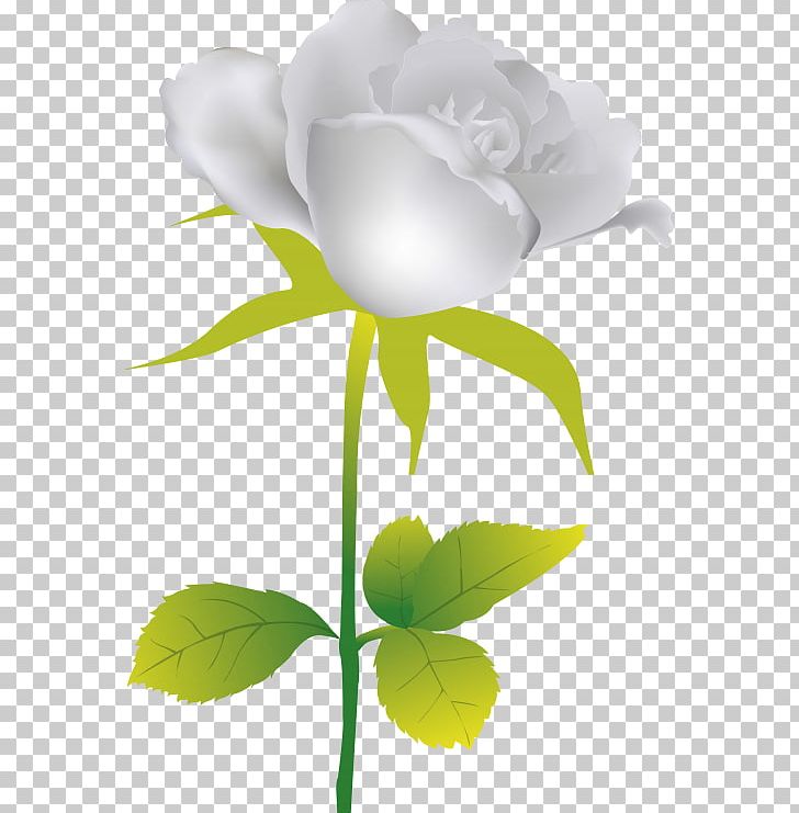 Garden Roses Flower PNG, Clipart, Archive File, Color, Computer Wallpaper, Cute, Cut Flowers Free PNG Download