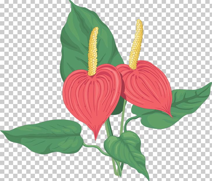 Laceleaf PNG, Clipart, Anthurium, Art, Drawing, Flower, Flowering Plant Free PNG Download