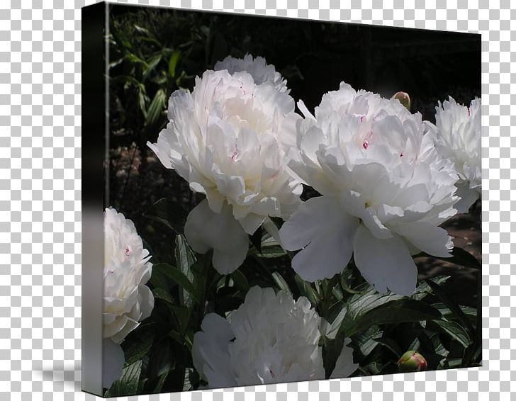 Peony Rose Family Herbaceous Plant Shrub PNG, Clipart, Family, Flower, Flowering Plant, Herbaceous Plant, Nature Free PNG Download