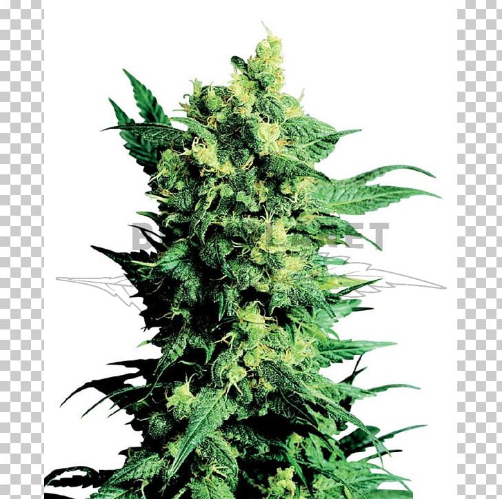 Shiva Cannabis Sensi Seeds Marijuana PNG, Clipart, Animals, Cannabidiol, Cannabis, Cannabis Cultivation, Grow Shop Free PNG Download