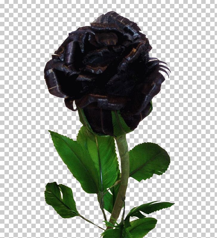 Black Rose Flower Desktop Yellow PNG, Clipart, Black, Black Rose, Blue, Blue Rose, Color Free PNG Download