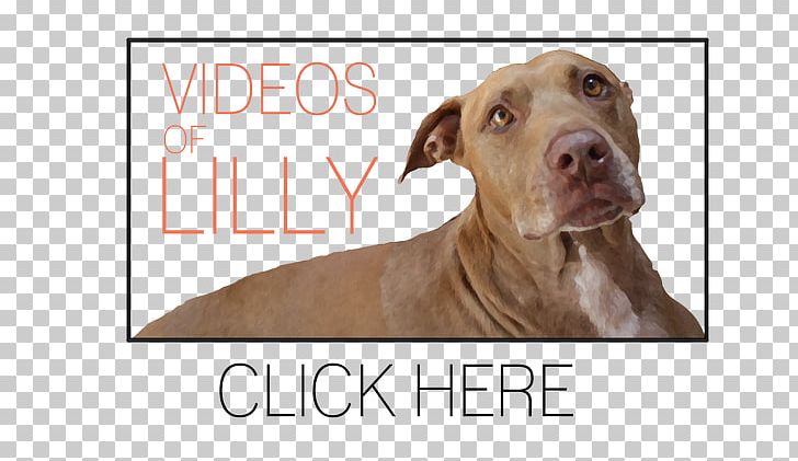 Dog Breed American Pit Bull Terrier American Bulldog PNG, Clipart, American Bulldog, American Pit Bull Terrier, Breed, Bull, Bulldog Free PNG Download