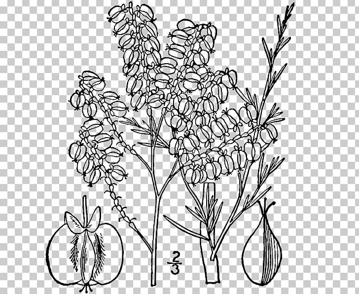 Twig Floral Design Flowering Plant Plant Stem PNG, Clipart, Americana, Black And White, Branch, Coloring Book, Flora Free PNG Download