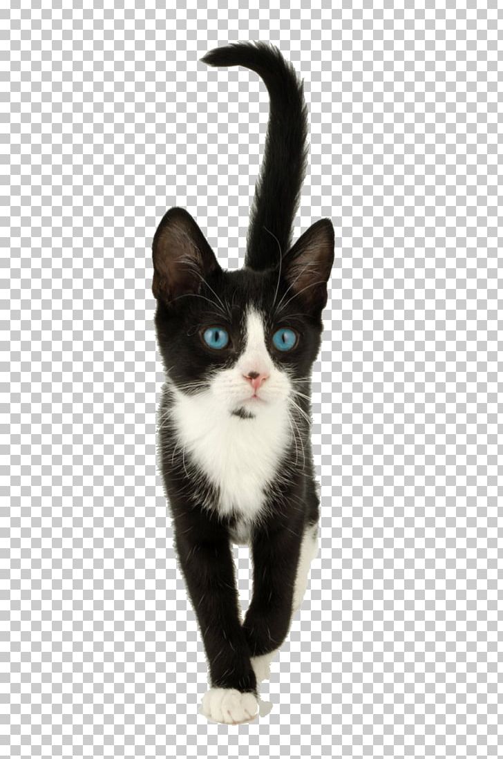 Whiskers Kitten American Wirehair Domestic Short-haired Cat Black Cat PNG, Clipart, American Wirehair, Black Cat, Carnivoran, Cat, Cat Like Mammal Free PNG Download