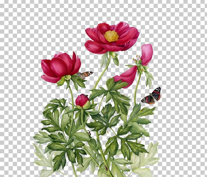 Botanical Illustration Painting Drawing Art PNG, Clipart, Anemone, Annual Plant, Art, Artist, Art Museum Free PNG Download