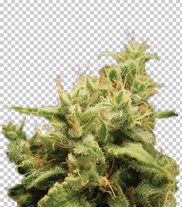 Cannabis Cup Seed Bank Cannabis Sativa PNG, Clipart, Cannabidiol, Cannabis, Cannabis Cup, Cannabis Sativa, Haze Free PNG Download