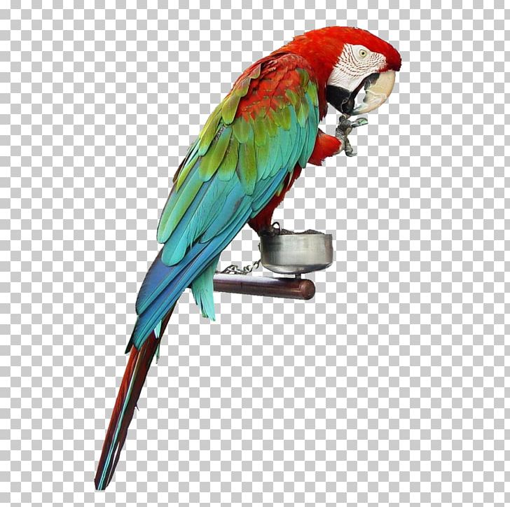 Cockatiel Bird True Parrot Dog Cat PNG, Clipart, Animals, Beak, Bird, Birdcage, Cage Free PNG Download