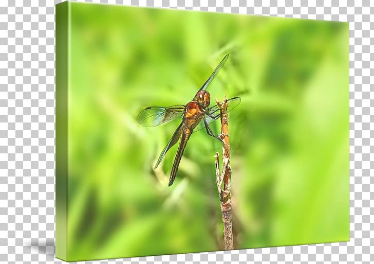 Dragonfly Damselfly Invertebrate Pterygota Arthropod PNG, Clipart, Arthropod, Damselfly, Dragonflies And Damseflies, Dragonfly, Grass Free PNG Download
