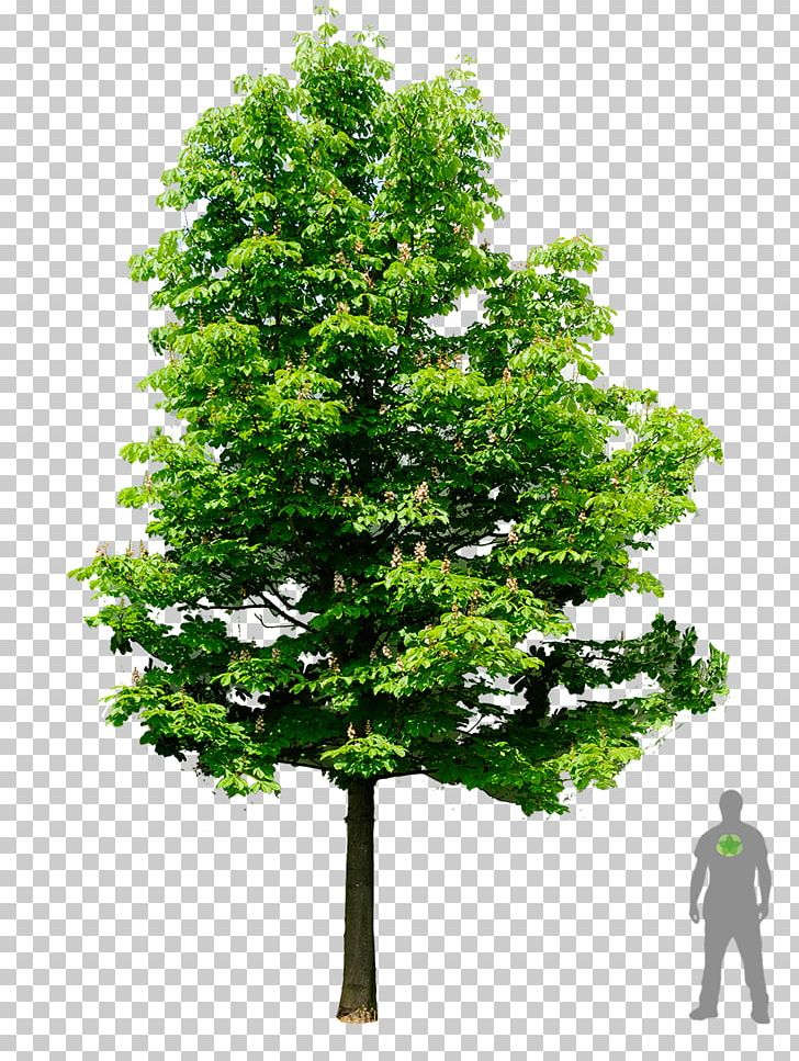 European Horse-chestnut Tree Oak Architecture PNG, Clipart, American Sweetgum, Architecture, Branch, Buckeyes, Espalier Free PNG Download