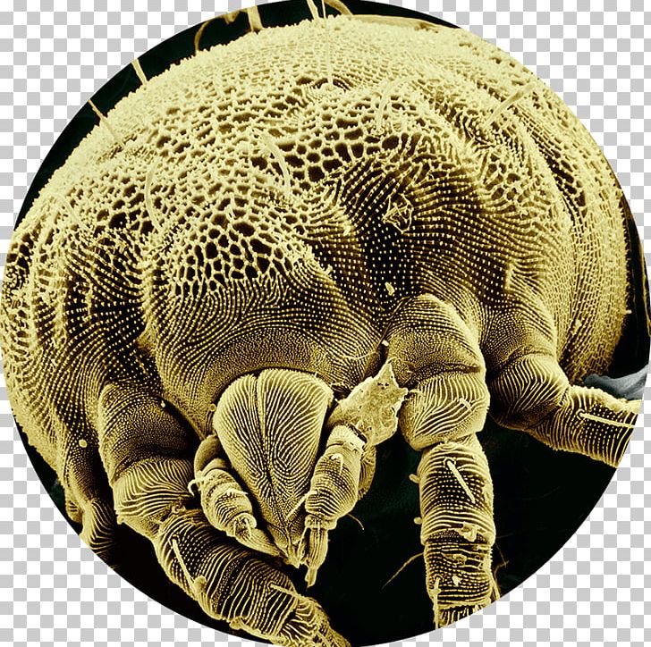 Mite Microscope Insect Arthropod Spider PNG, Clipart, Acari, Arachnid, Arthropod, Chelicerata, Disease Free PNG Download