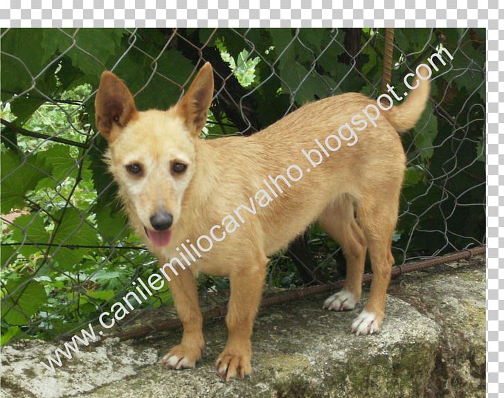 Portuguese Podengo Dog Breed Canaan Dog Rare Breed (dog) Beagle PNG, Clipart, Animal Shelter, Beagle, Black, Breed, Breed Group Dog Free PNG Download