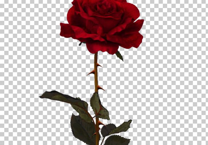 Rose Lossless Compression PNG, Clipart, Computer Icons, Cut Flowers, Floral Design, Floribunda, Florida Free PNG Download