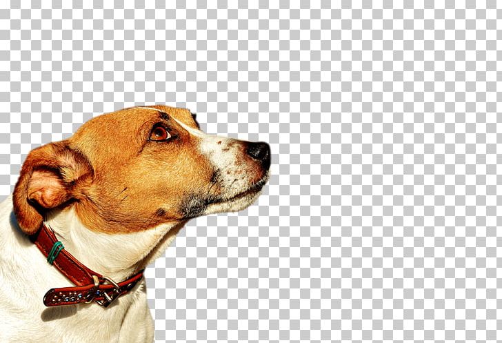 Dog Breed English Foxhound Jack Russell Terrier Parson Russell Terrier PNG, Clipart, American Foxhound, Animal, Bull Terrier, Companion Dog, Dog Free PNG Download
