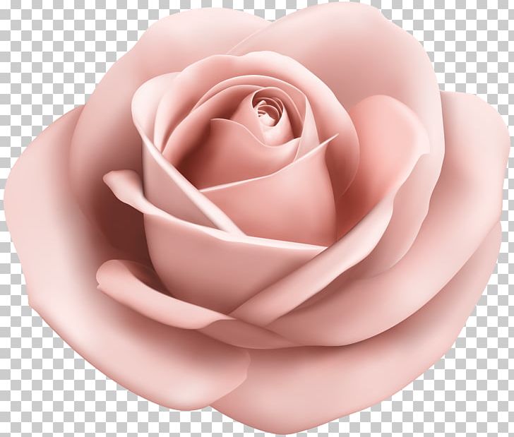 Garden Roses Pink PNG, Clipart, Blog, Blue Rose, Clip Art, Clipart, Closeup Free PNG Download