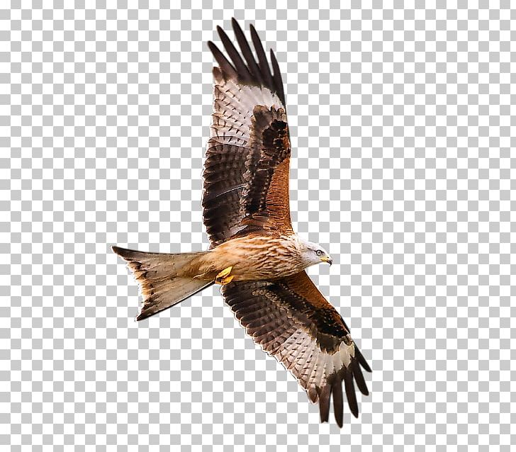 Bird Of Prey Hawk The Complete Guide To The Birdlife Of Britain And Europe Blog PNG, Clipart, Accipitriformes, Animals, Beak, Bird, Bird Of Prey Free PNG Download