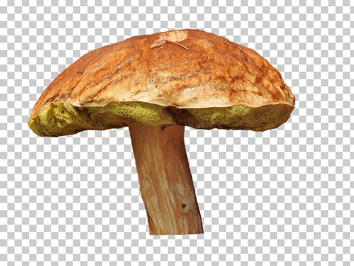 Edible Mushroom Penny Bun Fungus Bay Bolete PNG, Clipart, Autumn, Bay Bolete, Boletus Edulis, Common Mushroom, Edible Mushroom Free PNG Download