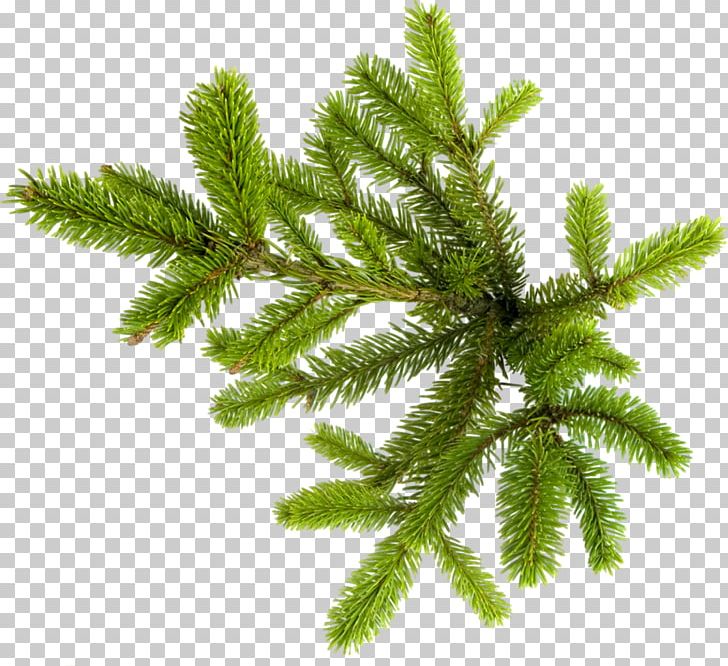 New Year Tree Spruce Photography PNG, Clipart, Biome, Branch, Collage, Conifer, Digital Image Free PNG Download