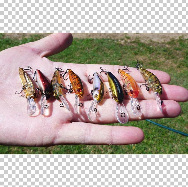 Trout Fishing Baits & Lures Сatcher Squalius Cephalus PNG, Clipart, Arm, Bait, Finger, Fishing Baits Lures, Float Free PNG Download