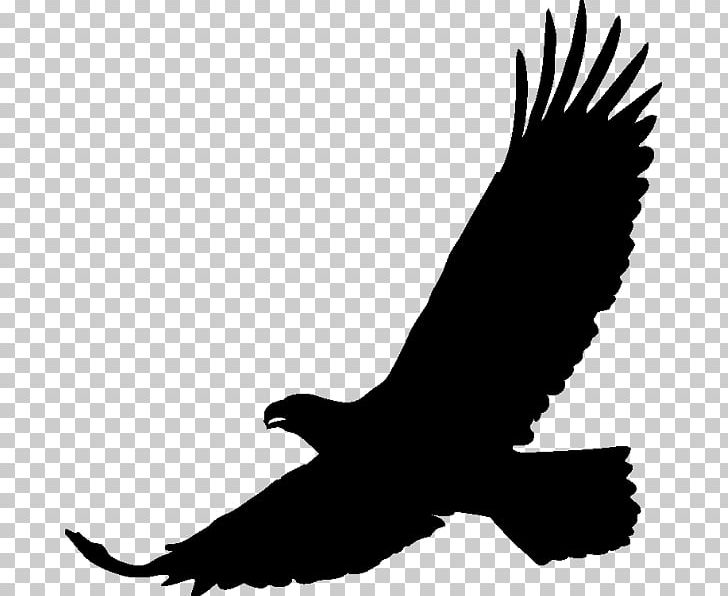 Art Drawing PNG, Clipart, Accipitriformes, Art, Bald Eagle, Beak, Bird Free PNG Download