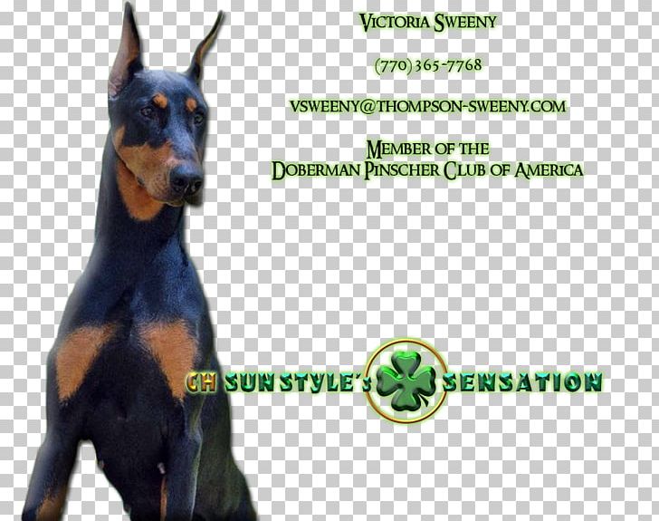 Dobermann German Pinscher Manchester Terrier Dog Breed Guard Dog PNG, Clipart, Breed, Carnivoran, Doberman, Dobermann, Dog Free PNG Download