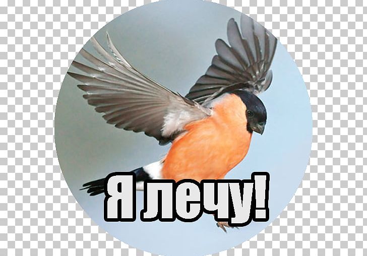 Eurasian Bullfinch Passerine Bird PNG, Clipart, Animal, Animals, Art, Beak, Bird Free PNG Download