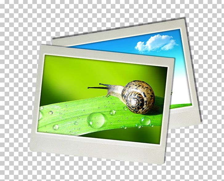Paper Orthogastropoda PNG, Clipart, Animals, Grass, Green, Multimedia, Orthogastropoda Free PNG Download