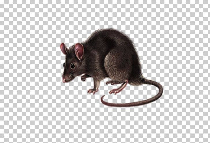 Dormouse Rat Gerbil Computer Mouse PNG, Clipart, Animals, Chinchila, Computer Mouse, Dormouse, Fauna Free PNG Download