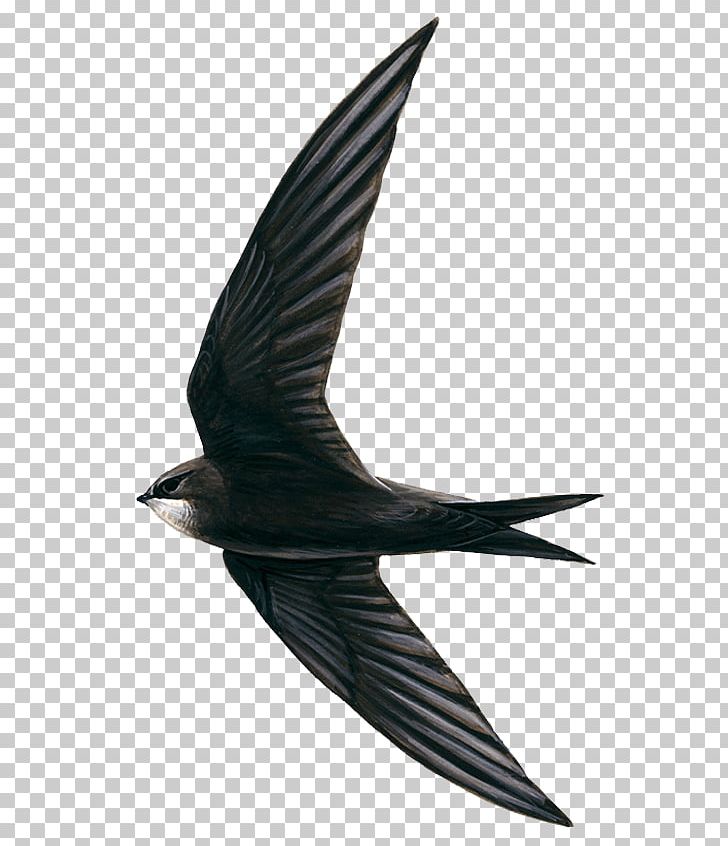 Edible Bird's Nest Hirundininae Swifts Apodes PNG, Clipart,  Free PNG Download