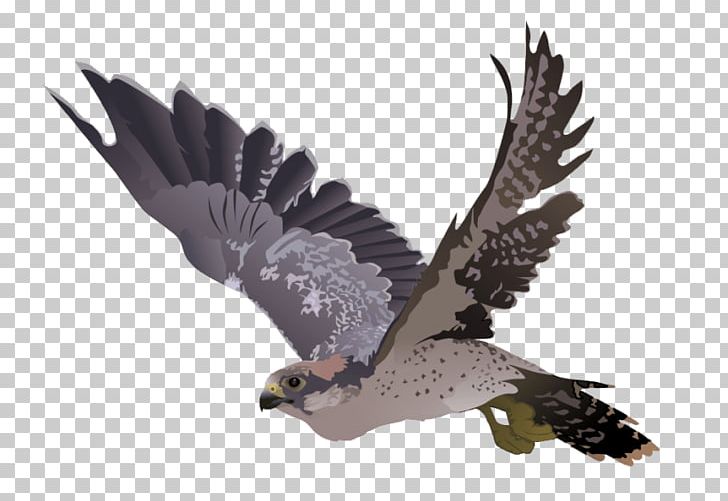 Falcon PNG, Clipart, Accipitriformes, Animals, Beak, Bird, Bird Of Prey Free PNG Download