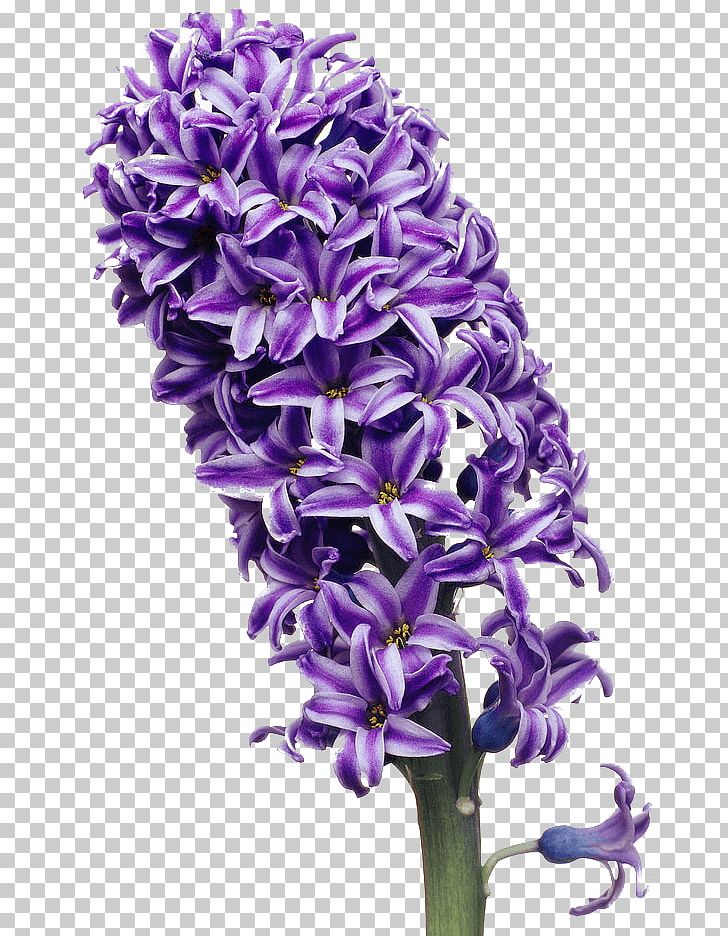 Hyacinth Color Flower PNG, Clipart, Blue, Color, Cut Flowers, Download, Drawing Free PNG Download