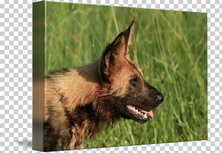 Old German Shepherd Dog Kunming Wolfdog Tervuren Dog Breed PNG, Clipart, African Wild Dog, Breed, Carnivoran, Dog, Dog Breed Free PNG Download