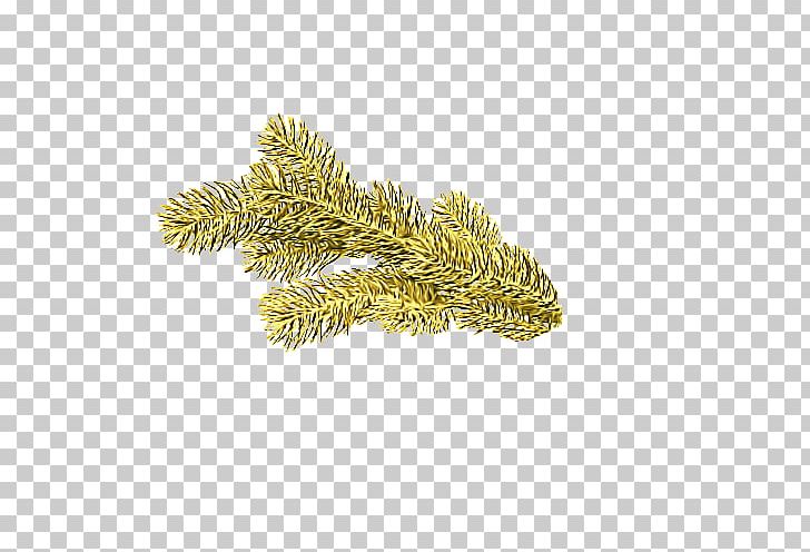 Pine Family Commodity Pine Family PNG, Clipart, Commodity, Family, Others, Pine, Pine Family Free PNG Download