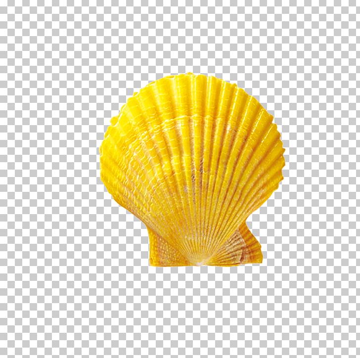 Seashell Shellfish Conchology Scallop PNG, Clipart, Beach, Beach Elements, Cockle, Conch, Download Free PNG Download