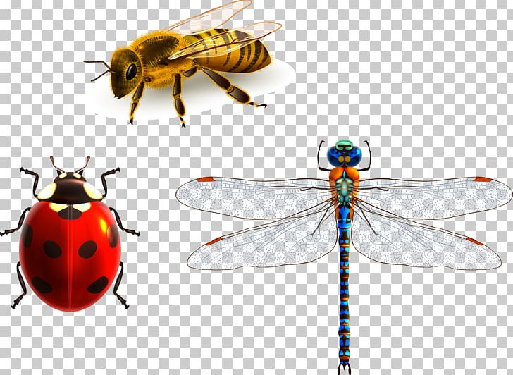 Insect Apidae Dragonfly PNG, Clipart, Adobe Illustrator, Arthropod, Bee Hive, Bees, Bee Vector Free PNG Download