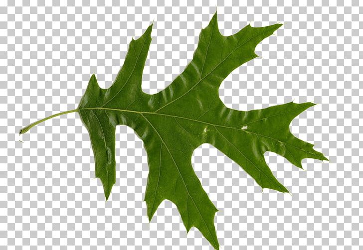 Northern Red Oak White Oak Quercus Ellipsoidalis Leaf Quercus Nigra PNG, Clipart, Bud, Ceratocystis Fagacearum, Fagaceae, Leaf, Northern Red Oak Free PNG Download