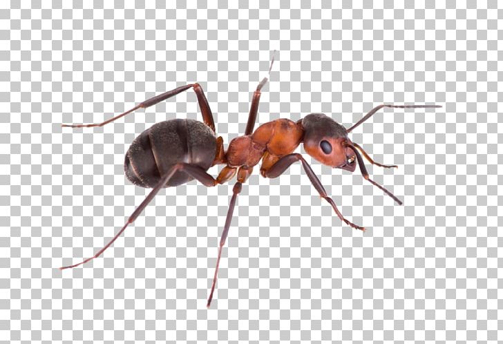 Pest Control Green Tree Ant Argentine Ant Banded Sugar Ant PNG, Clipart, Ant, Ant Colony, Antkeeping, Argentine Ant, Arthropod Free PNG Download