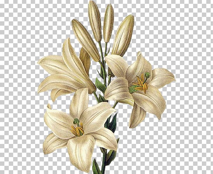 Botany Botanical Illustration Lilium 'Stargazer' Tiger Lily Drawing PNG, Clipart, Arumlily, Botanical Illustration, Botany, Cut Flowers, Drawing Free PNG Download
