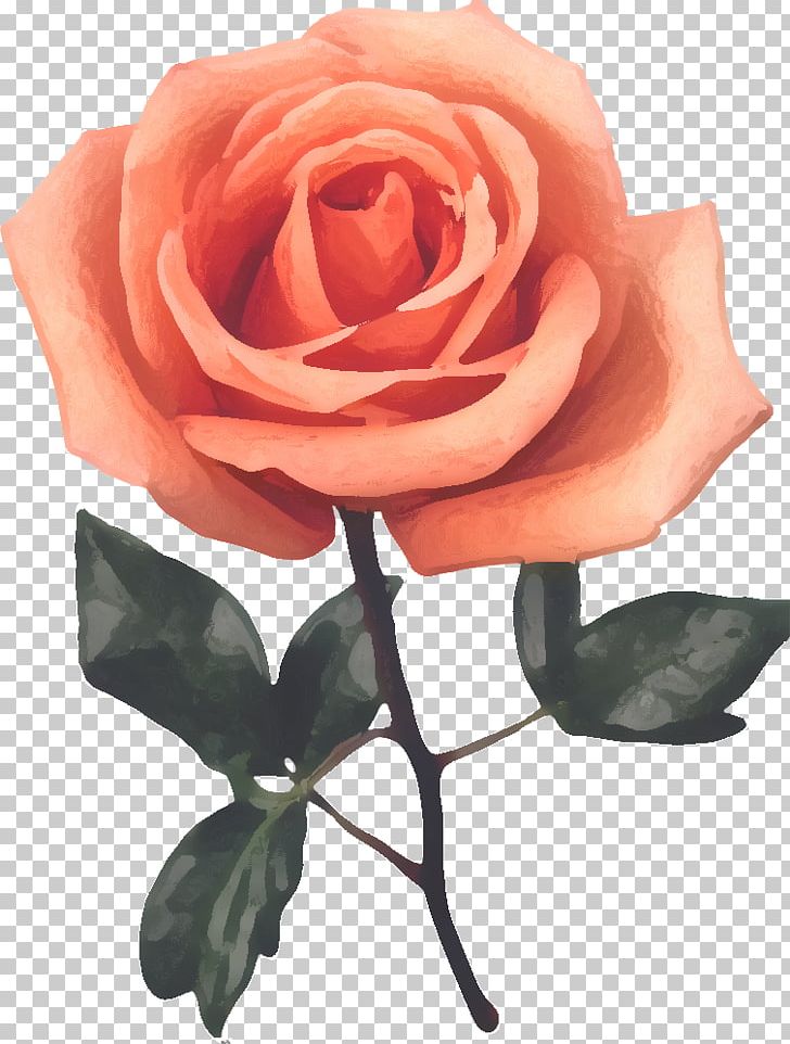 Garden Roses Cabbage Rose Flower Red PNG, Clipart, Beach Rose, Blue Rose, Cut Flowers, Floribunda, Floristry Free PNG Download