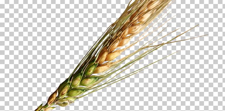 Grasses Food Grain Emmer Cereal PNG, Clipart, Cereal, Commodity, Emmer, Family, Food Free PNG Download