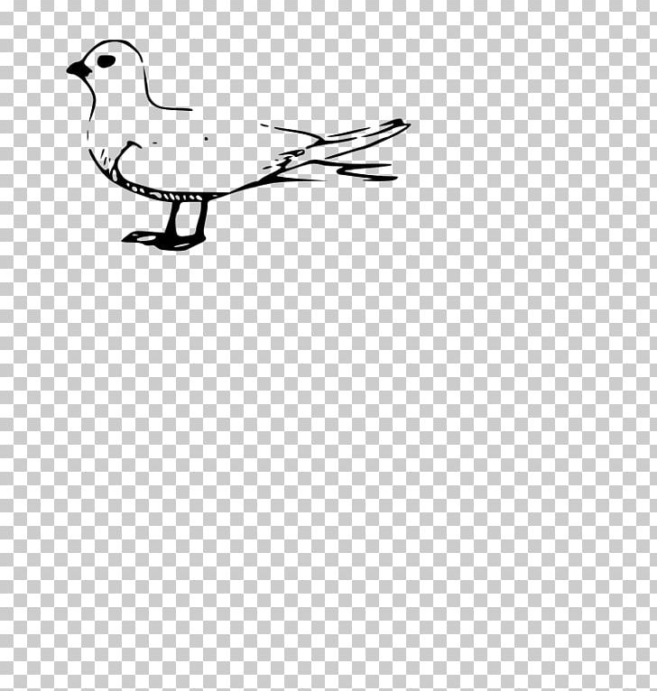 Gulls Fairy Tern Duck Terns PNG, Clipart, Angle, Animals, Area, Beak, Bird Free PNG Download