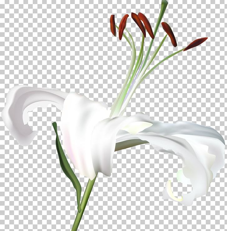 Lilium White Flower PNG, Clipart, Bud, Color, Cut Flowers, Flower, Flowering Plant Free PNG Download