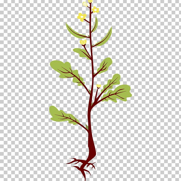 Mustard Plant Brassica Juncea PNG, Clipart, Barbarea, Botany, Branch, Brassica, Brassica Juncea Free PNG Download