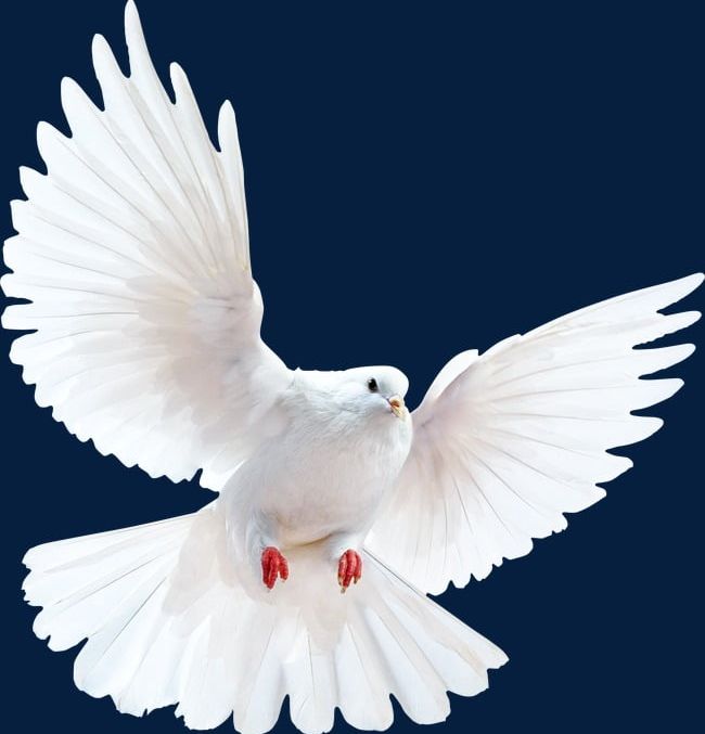Peace Dove PNG, Clipart, Dove, Dove Clipart, Fly, Peace, Peace Clipart Free PNG Download
