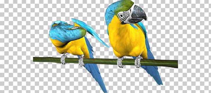 Budgerigar Parrot Bird Parakeet Macaw PNG, Clipart, Animal, Animals, Beak, Bird, Blog Free PNG Download