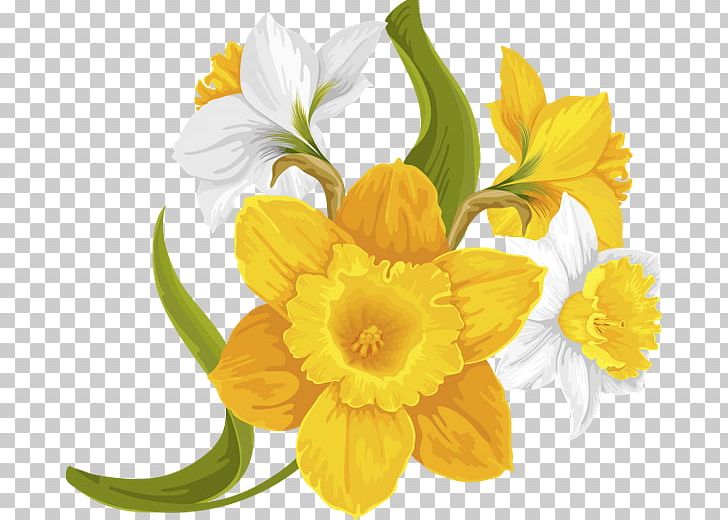 Daffodil Floral Design Cut Flowers Yellow PNG, Clipart, Amaryllis Family, Chamaemelum, Common Sunflower, Cut Flowers, Daffodil Free PNG Download