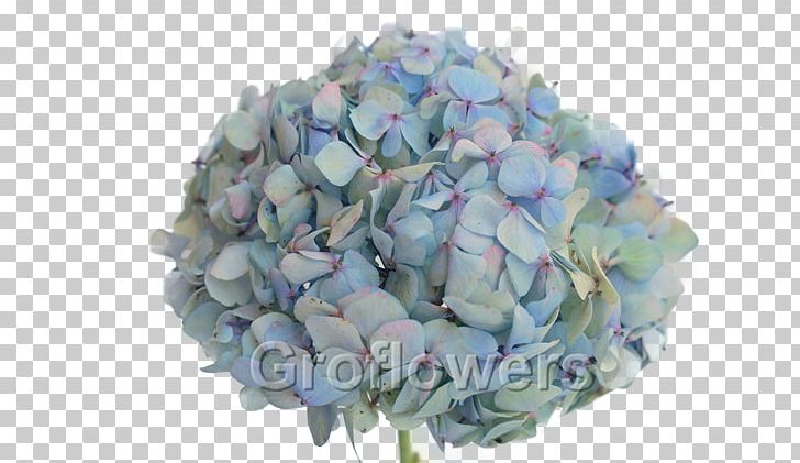 Hydrangea Cut Flowers Flower Bouquet Petal PNG, Clipart, Blue, Blue Hydrangea, Cornales, Cut Flowers, Flower Free PNG Download