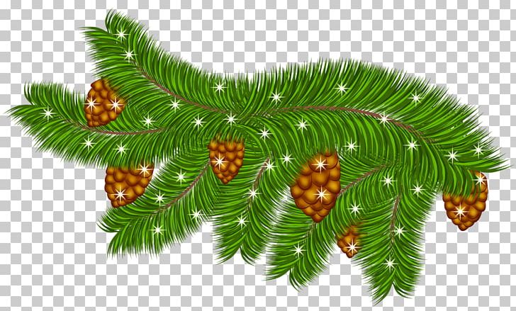 Pine Branch PNG, Clipart, Branch, Christmas, Christmas Clipart, Christmas Decoration, Christmas Ornament Free PNG Download