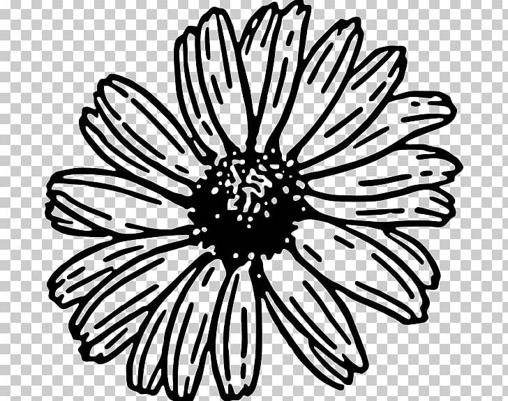 Daisy Family Drawing Barberton Daisy PNG, Clipart, Barberton Daisy, Black, Black And White, Chrysanths, Circle Free PNG Download